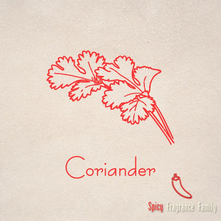 Pure Essential Oil - Coriander