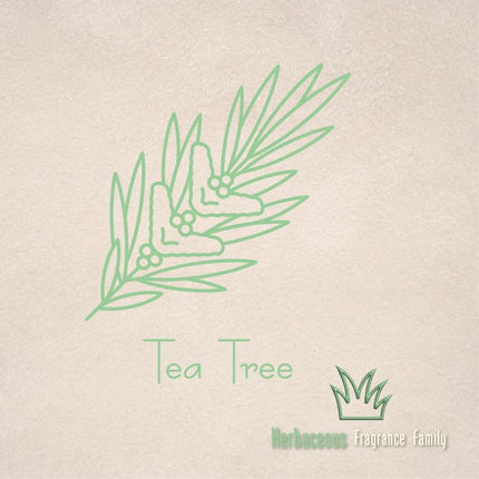 Pure Essential Oil - Tea Tree