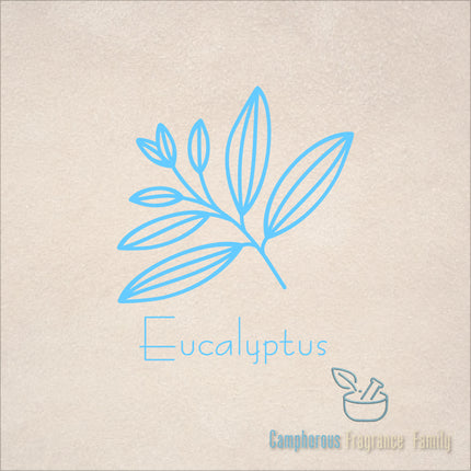 Pure Essential Oil - Eucalyptus