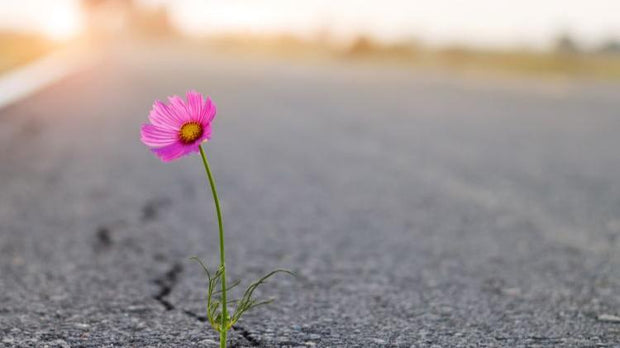 a single purple flower growing through a crack in the road. A rejuvenation of the landscape.